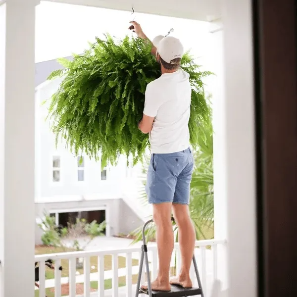 Glowing Boston Ferns with Lights –  Zero Watering, Zero Maintenance