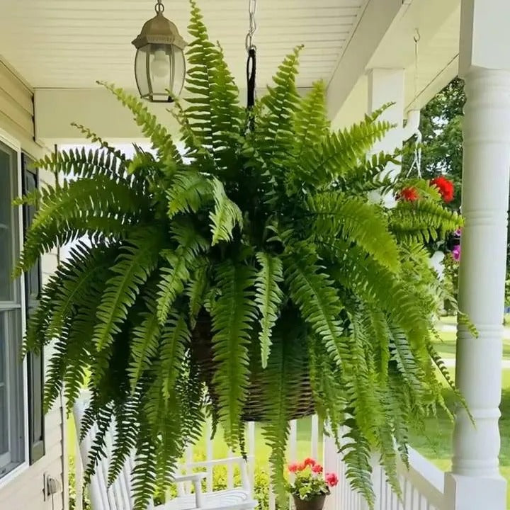 Glowing Boston Ferns with Lights –  Zero Watering, Zero Maintenance