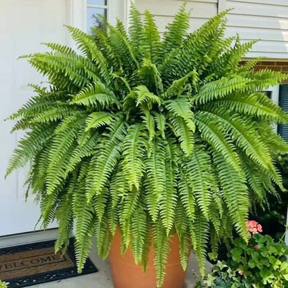 Glowing Boston Ferns with Lights –  Zero Watering, Zero Maintenance