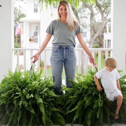 Glowing Boston Ferns with Lights –  Zero Watering, Zero Maintenance