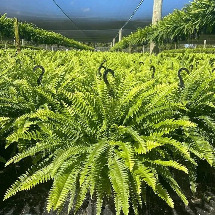 Glowing Boston Ferns with Lights –  Zero Watering, Zero Maintenance