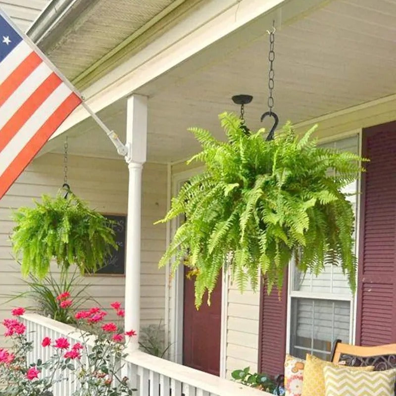 Glowing Boston Ferns with Lights –  Zero Watering, Zero Maintenance